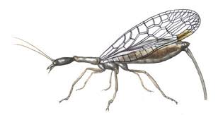 Attēlu rezultāti vaicājumam “Raphidioptera”