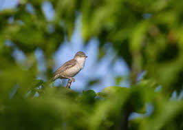 Attēlu rezultāti vaicājumam “Sylvia nisoria adult”