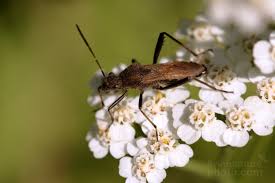 Attēlu rezultāti vaicājumam “Alydus calcaratus”