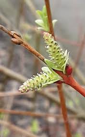 Attēlu rezultāti vaicājumam “Salix purpurea”