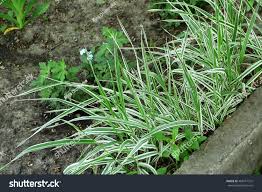 Attēlu rezultāti vaicājumam “Holcus mollis”