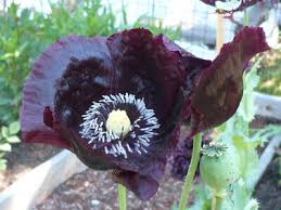 Image result for Papaver somniferum Black