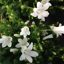Image result for Campanula affinis