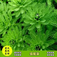 「粉綠狐尾藻」的圖片搜尋結果