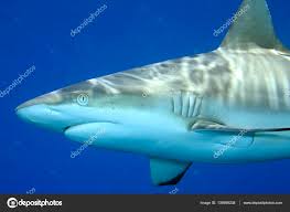 Image result for Carcharhinus amblyrhynchos