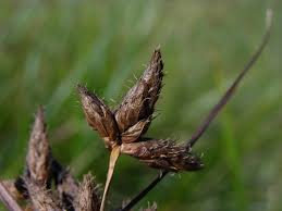 Attēlu rezultāti vaicājumam “Bolboschoenus maritimus”