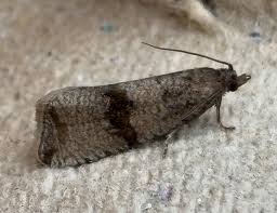 Attēlu rezultāti vaicājumam “Celypha striana”