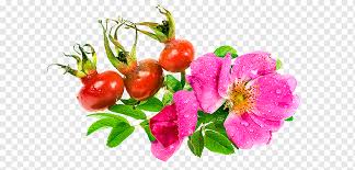 Attēlu rezultāti vaicājumam “Rosa villosa fruit”