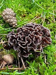 Attēlu rezultāti vaicājumam “Thelephora palmata”