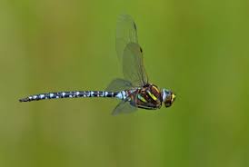 Attēlu rezultāti vaicājumam “Aeshna juncea male”