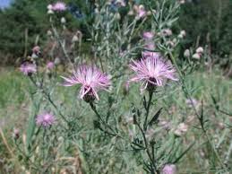 Attēlu rezultāti vaicājumam “Centaurea stoebe”