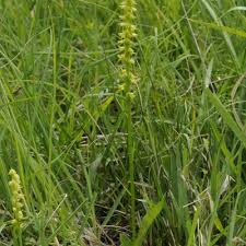 Attēlu rezultāti vaicājumam “Herminium monorchis leaf”