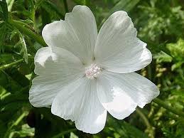 Attēlu rezultāti vaicājumam “Malva moschata bud”