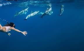 Image result for Belfairs Dolphins Snorkelling Club