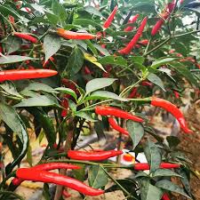 Afbeeldingsresultaat voor mme jeanette hot pepper