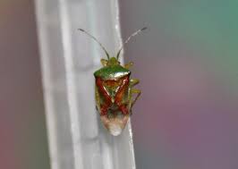 Attēlu rezultāti vaicājumam “Elasmostethus interstinctus nymph”