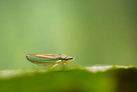 Attēlu rezultāti vaicājumam “Cicadella viridis female”