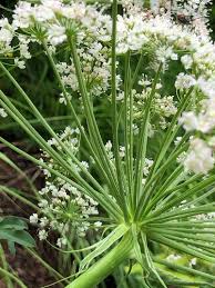 Attēlu rezultāti vaicājumam “Laserpitium latifolium flower”