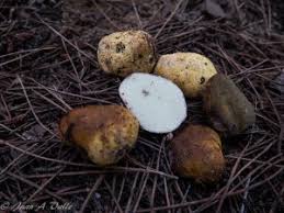 Attēlu rezultāti vaicājumam “Rhizopogon luteolus”