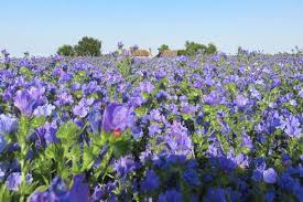 Attēlu rezultāti vaicājumam “Echium vulgare flower”