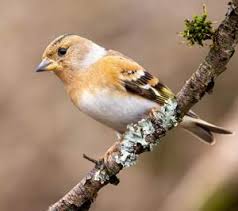 Attēlu rezultāti vaicājumam “Fringilla montifringilla”