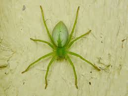 Attēlu rezultāti vaicājumam “Micrommata virescens”