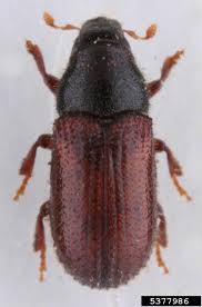 Attēlu rezultāti vaicājumam “Tomicus minor”