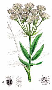 Attēlu rezultāti vaicājumam “Sium latifolium”