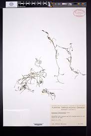 Attēlu rezultāti vaicājumam “Batrachium circinatum leaf”