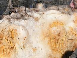 Attēlu rezultāti vaicājumam “Skeletocutis odora”