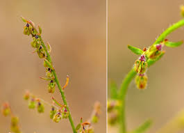 Attēlu rezultāti vaicājumam “Haloragaceae”