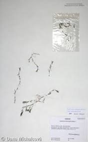 Attēlu rezultāti vaicājumam “Callitriche hermaphroditica leaf”