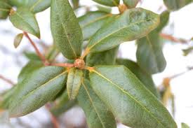 Attēlu rezultāti vaicājumam “Microrrhinum minus leaf”