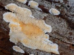 Attēlu rezultāti vaicājumam “Leucogyrophana sororia”