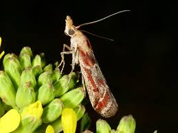 Attēlu rezultāti vaicājumam “Sciota fumella”