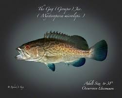 Image result for Mycteroperca microlepis