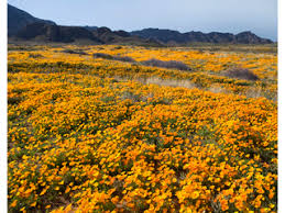 Attēlu rezultāti vaicājumam “Eschscholzia californica flower”