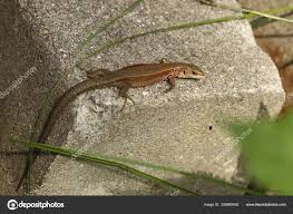 Attēlu rezultāti vaicājumam “Lacerta vivipara”