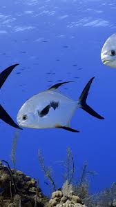 Image result for Trachinotus falcatus