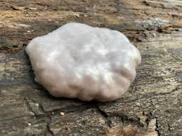 Attēlu rezultāti vaicājumam “Reticularia lycoperdon spores”