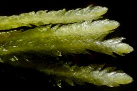 Attēlu rezultāti vaicājumam “Plagiothecium undulatum”