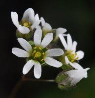Attēlu rezultāti vaicājumam “Erophila verna fruit”