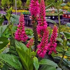 Attēlu rezultāti vaicājumam “Veronica longifolia”