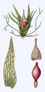 Attēlu rezultāti vaicājumam “Ephemerum serratum”