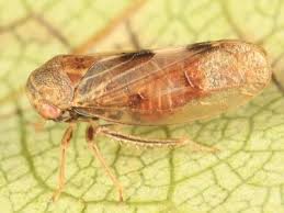 Attēlu rezultāti vaicājumam “Oncopsis sp.”