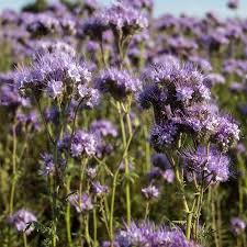 Image result for Phacelia