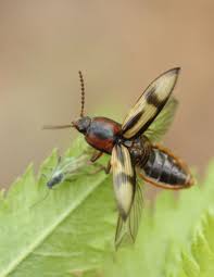Attēlu rezultāti vaicājumam “Selatosomus cruciatus”