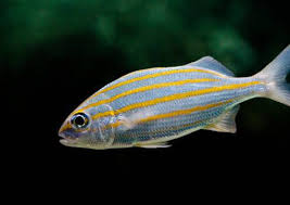 Image result for Sarpa salpa