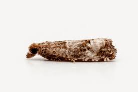 Attēlu rezultāti vaicājumam “Notocelia roborana”