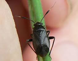 Attēlu rezultāti vaicājumam “Capsus ater”